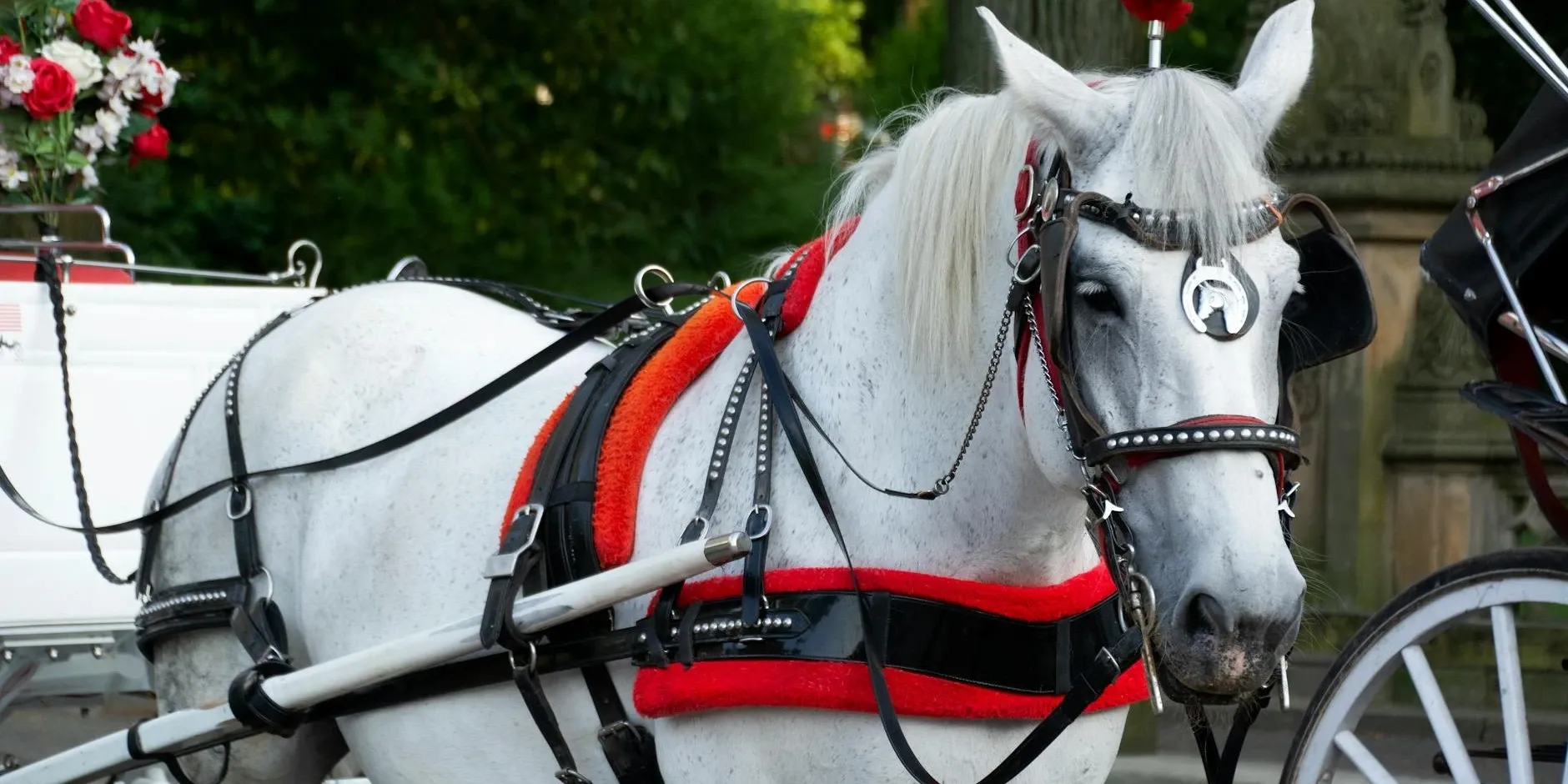 Horse and Carriage Rental